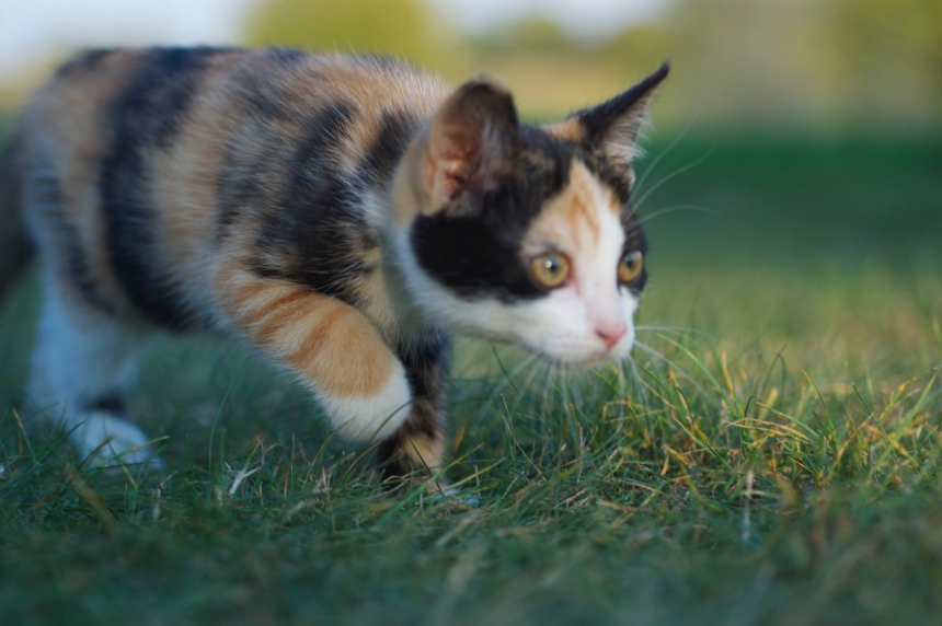 Chat domestique - V. Dedet